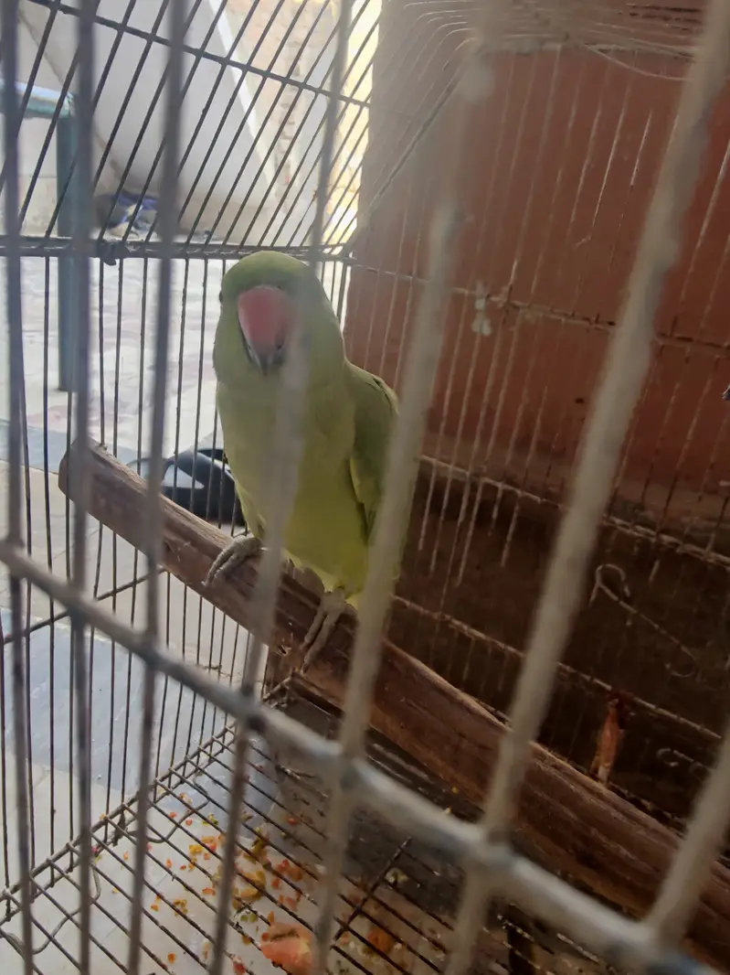 It is best for breading in best price — photo 2