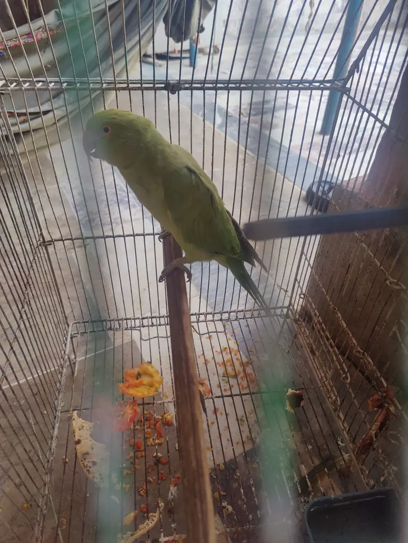 It is best for breading in best price — photo 3