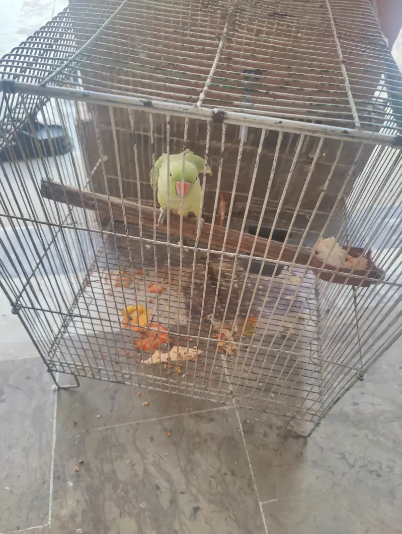 It is best for breading in best price — photo 5