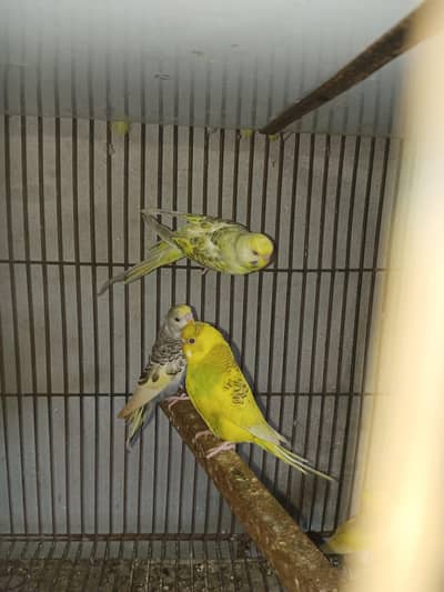 Australian budgie