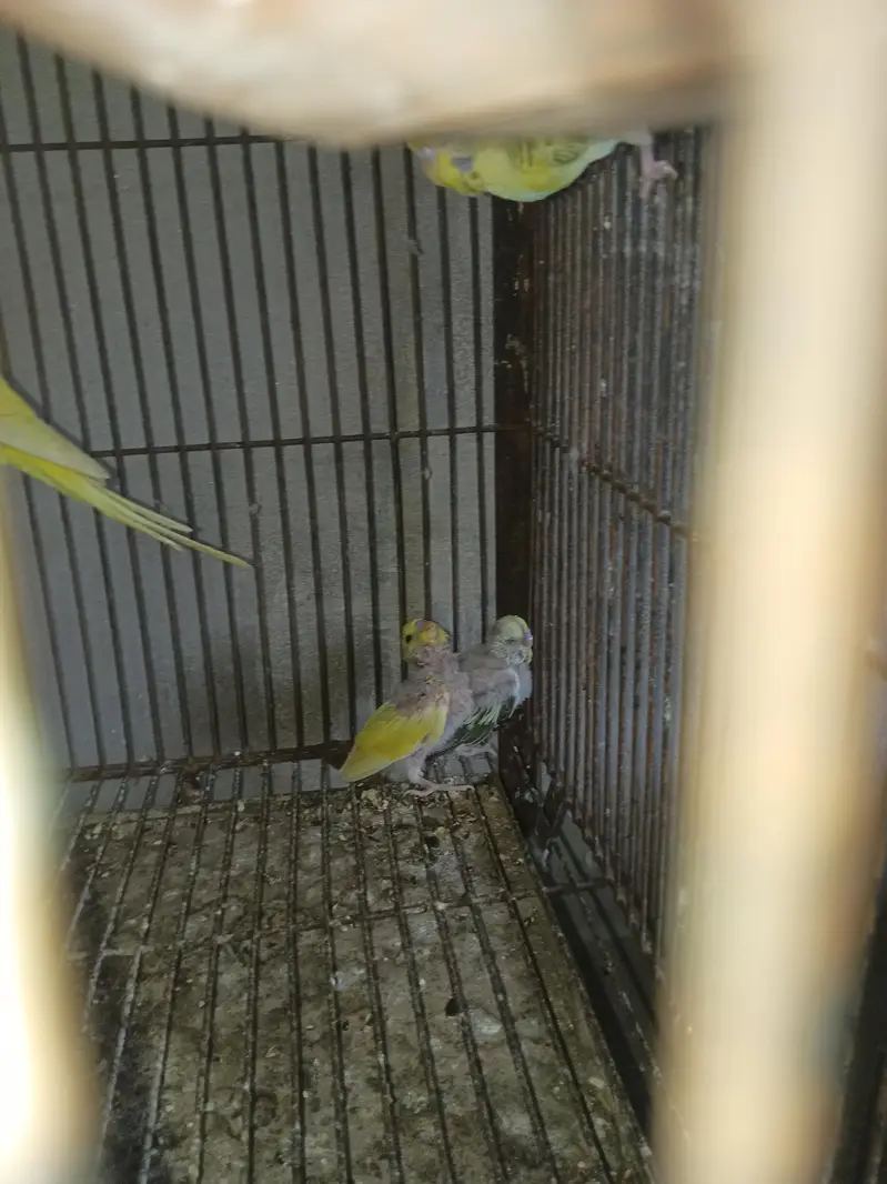 Australian budgie — photo 2