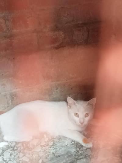 catss