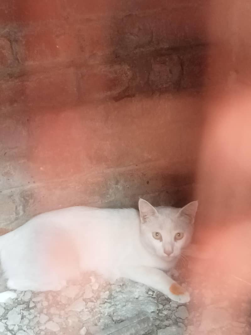 catss 0