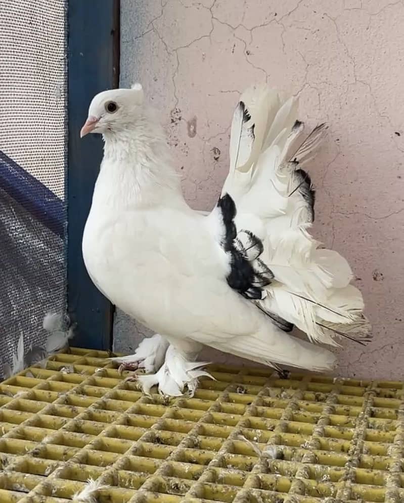 Fantail 0