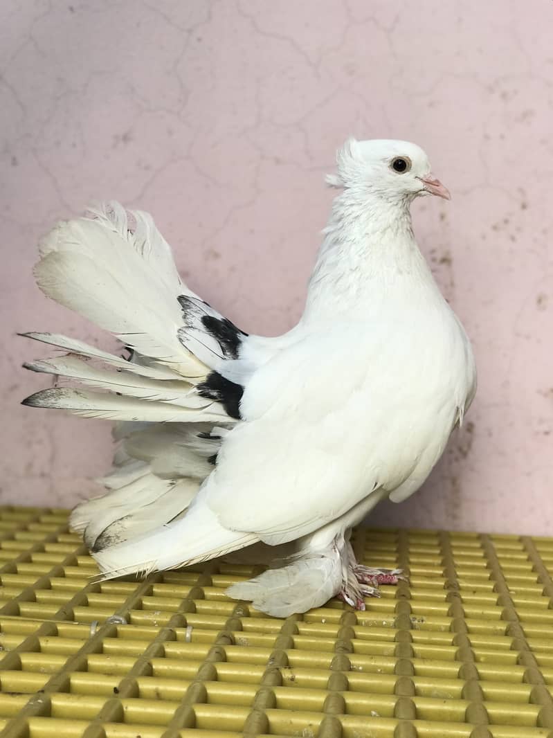 Fantail 1