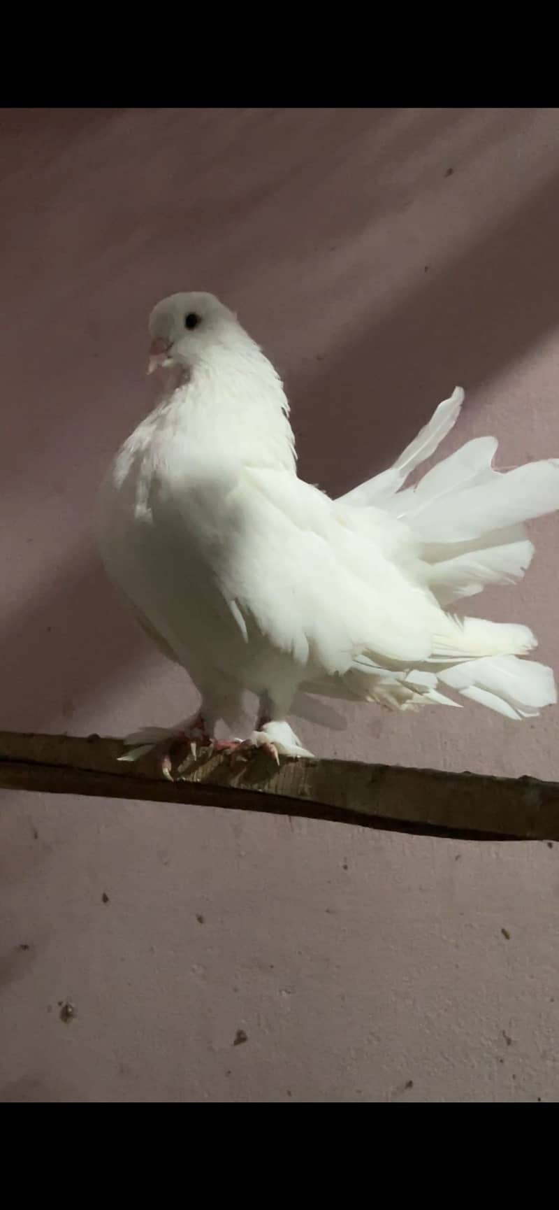 Fantail 2