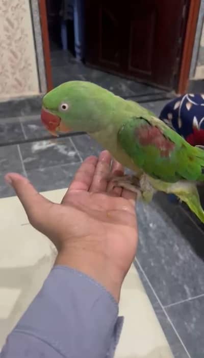 Alexander parrot hand tame talking