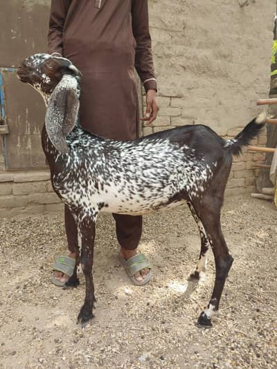 4 Gaban bakriyan or 1 khali bakri or 4 bachy