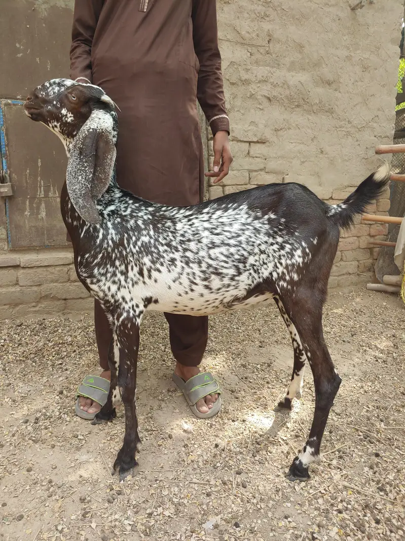 Makhi cheeni 4 Gaban bakriyan or 1 khali bakri or 4 bachy — photo 3
