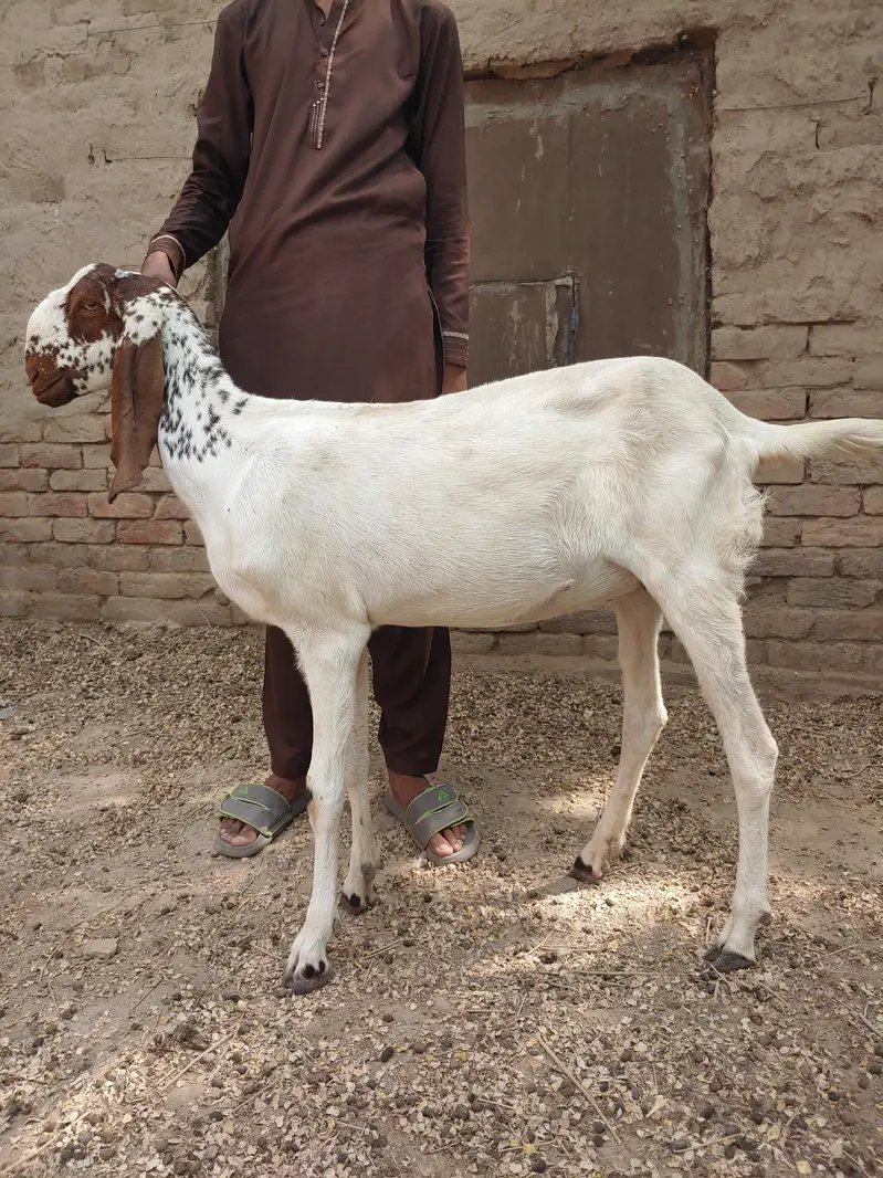 Makhi cheeni 4 Gaban bakriyan or 1 khali bakri or 4 bachy — photo 2