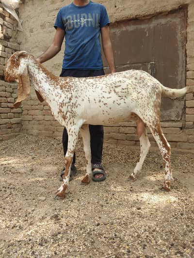 Makhi cheeni 4 Gaban bakriyan or 1 khali bakri or 4 bachy