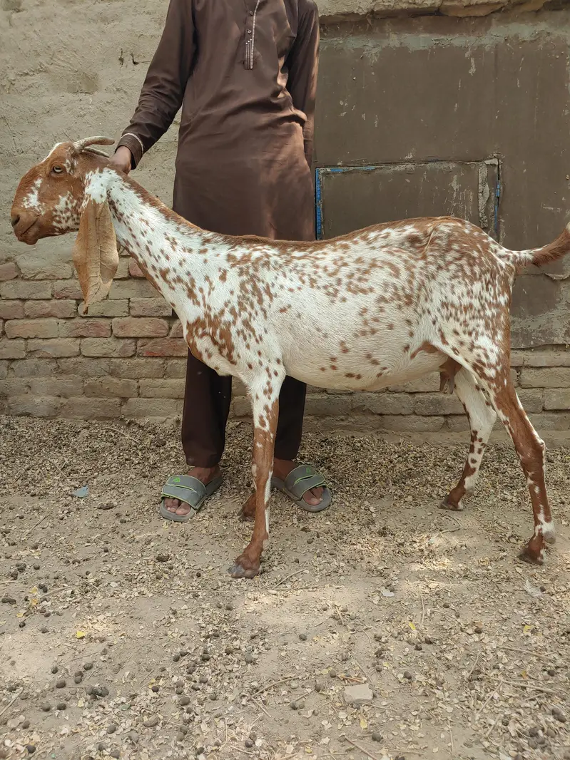 Makhi cheeni 4 Gaban bakriyan or 1 khali bakri or 4 bachy — photo 4