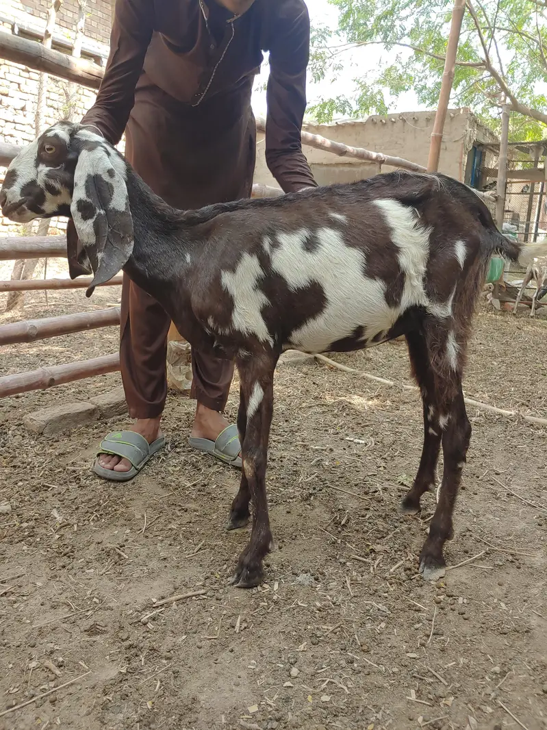 Makhi cheeni 4 Gaban bakriyan or 1 khali bakri or 4 bachy — photo 5