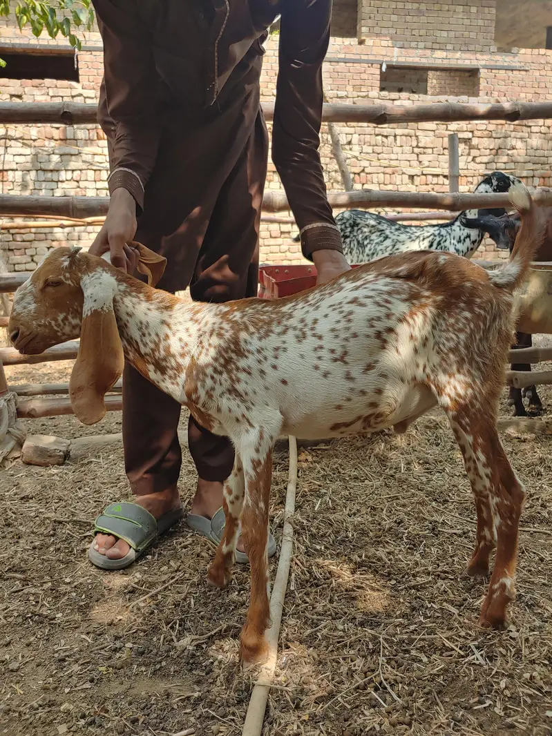 Makhi cheeni 4 Gaban bakriyan or 1 khali bakri or 4 bachy — photo 6