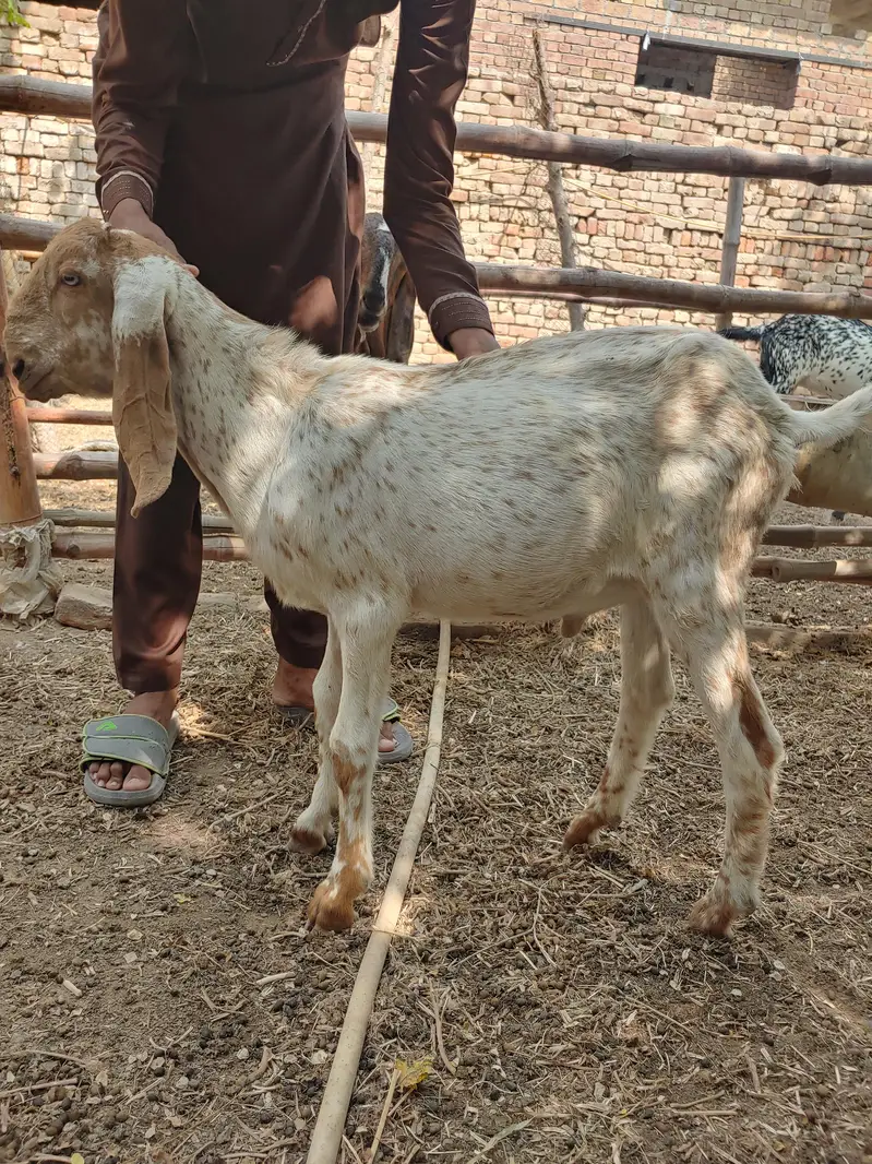 Makhi cheeni 4 Gaban bakriyan or 1 khali bakri or 4 bachy — photo 7