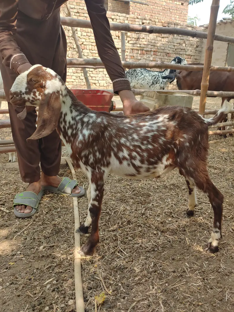 Makhi cheeni 4 Gaban bakriyan or 1 khali bakri or 4 bachy — photo 8