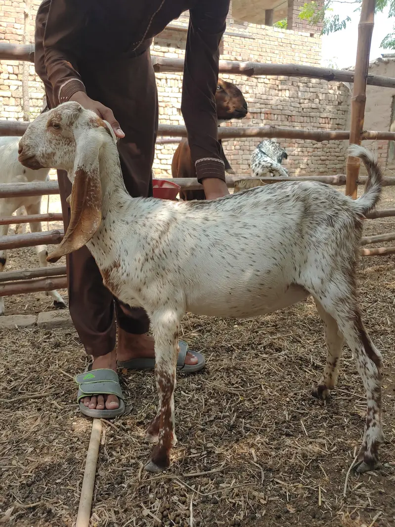 Makhi cheeni 4 Gaban bakriyan or 1 khali bakri or 4 bachy — photo 9