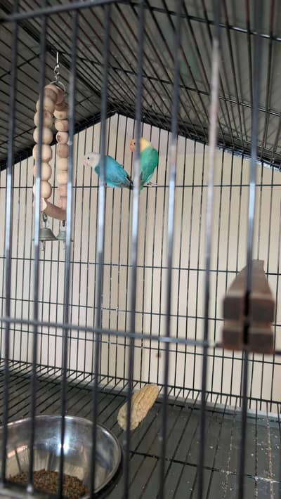 Love Birds (Mutation Birds)