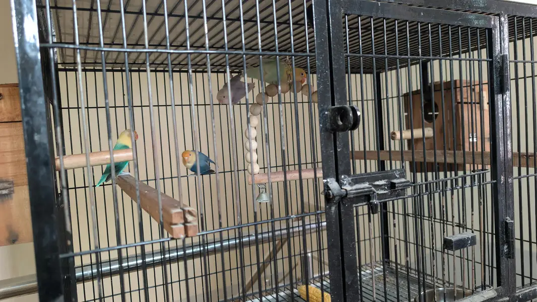 Love Birds (Mutation Birds) — photo 2