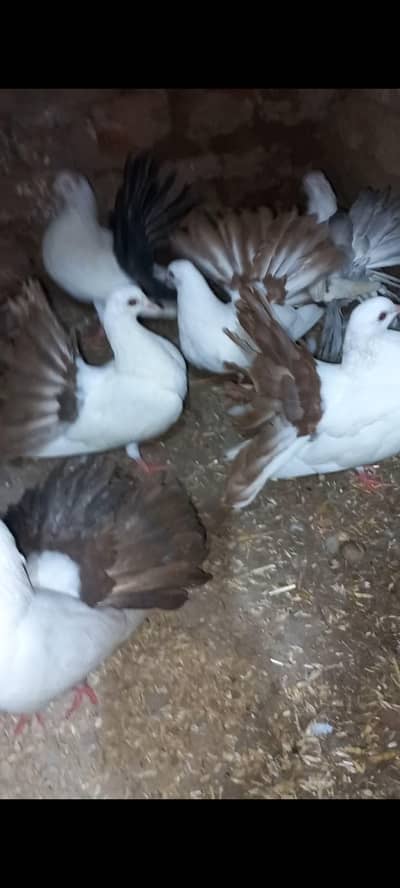 lucky red tail 4 pair