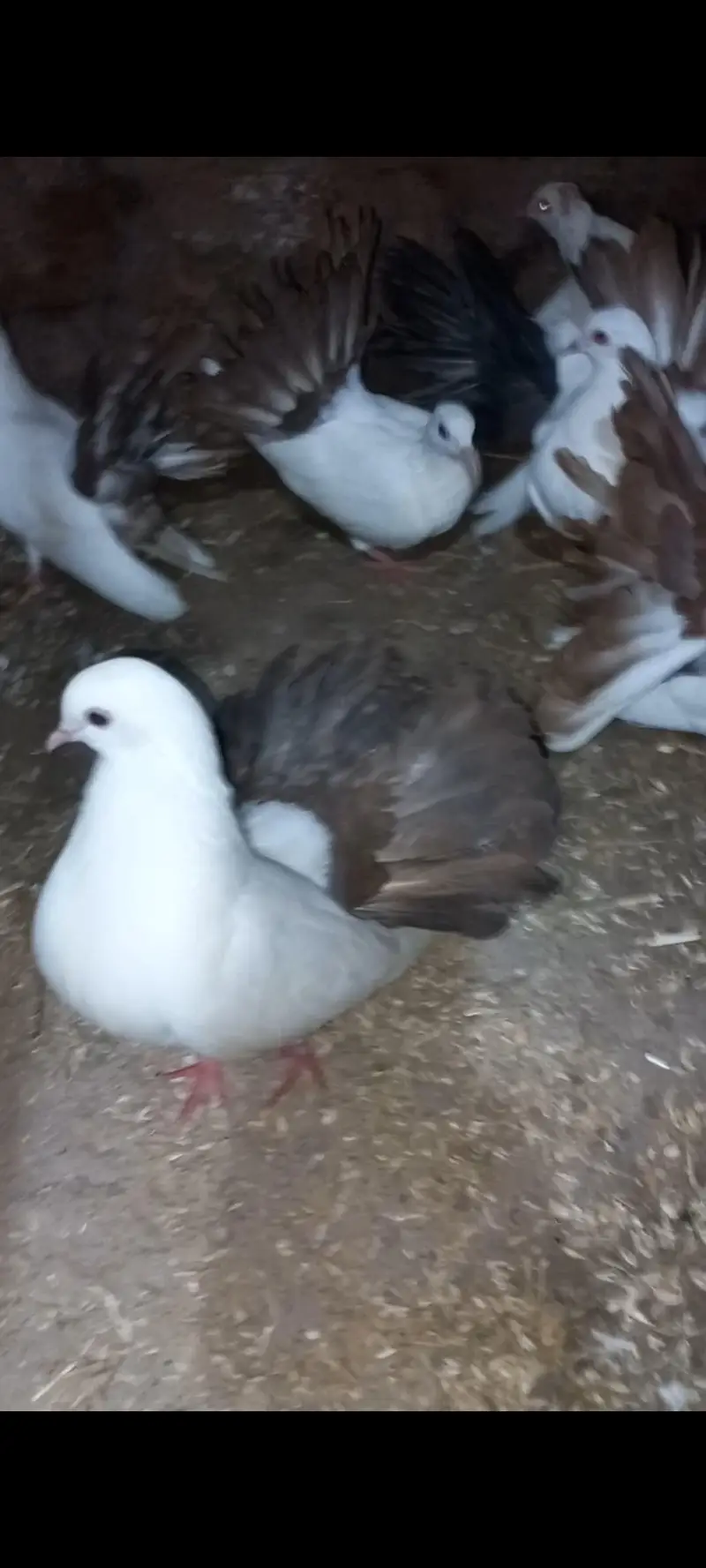 lucky red tail 4 pair — photo 2