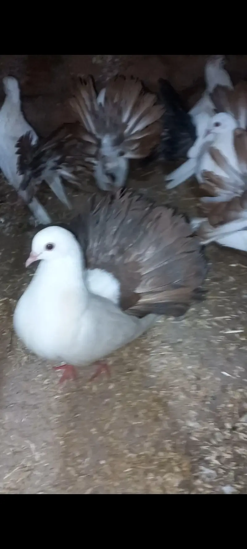 lucky red tail 4 pair — photo 3