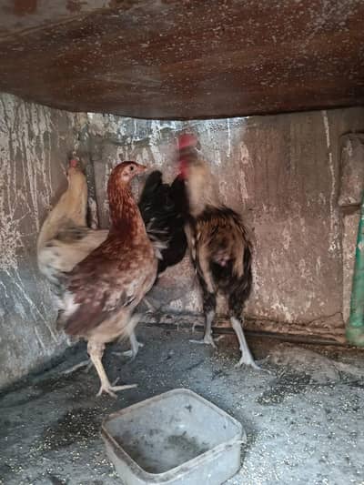 pure Desi egg layer 2 murgi and 2 murga