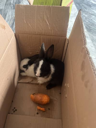 Rabbits