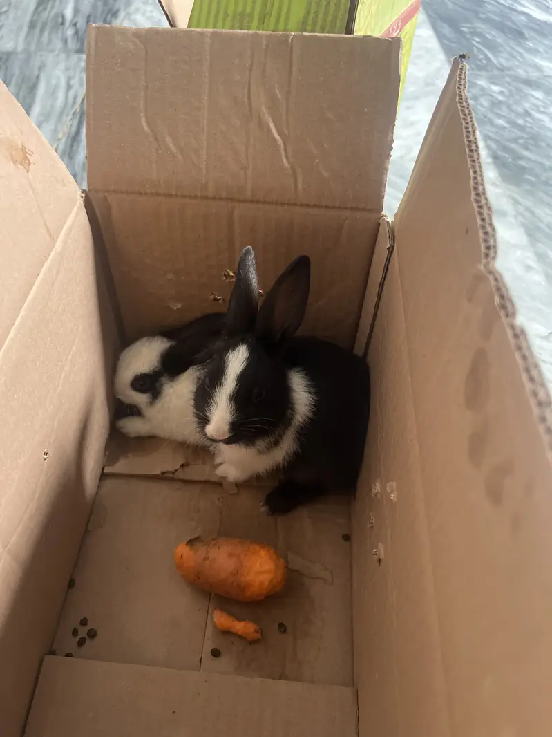 Rabbits