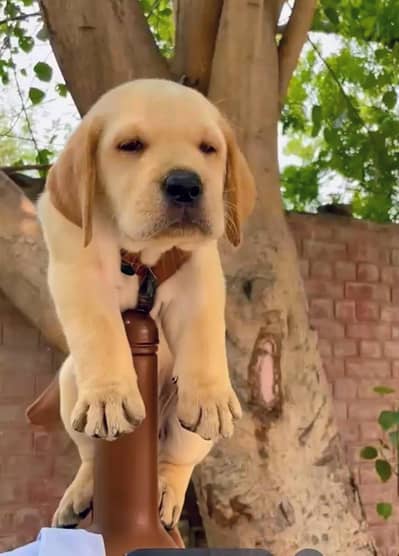 Labrador Puppy