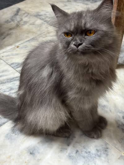 Beautiful Triple Coated Grey Person Cat For Sale
