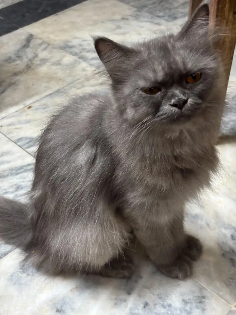 Beautiful Triple Coated Grey Person Cat For Sale — photo 2