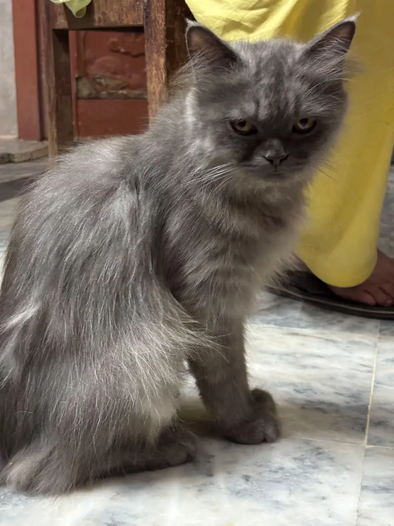 Beautiful Triple Coated Grey Person Cat For Sale — photo 3