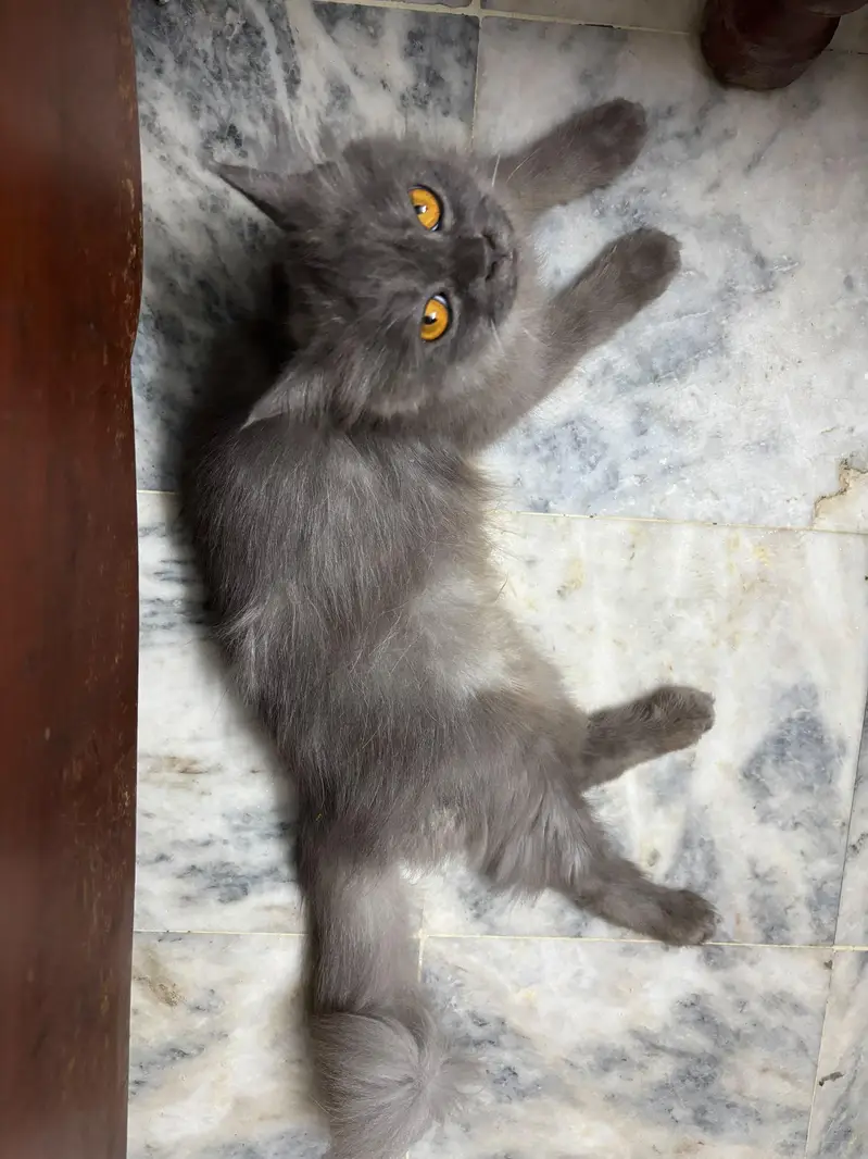 Beautiful Triple Coated Grey Person Cat For Sale — photo 4