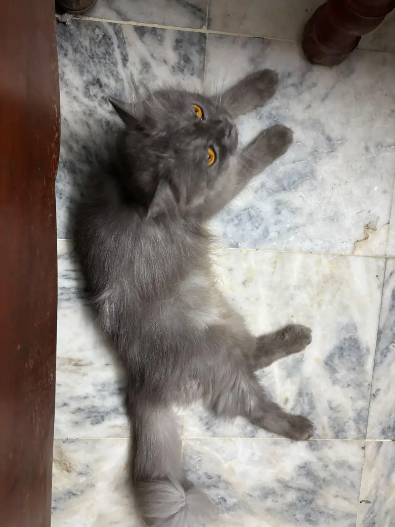 Beautiful Triple Coated Grey Person Cat For Sale — photo 5