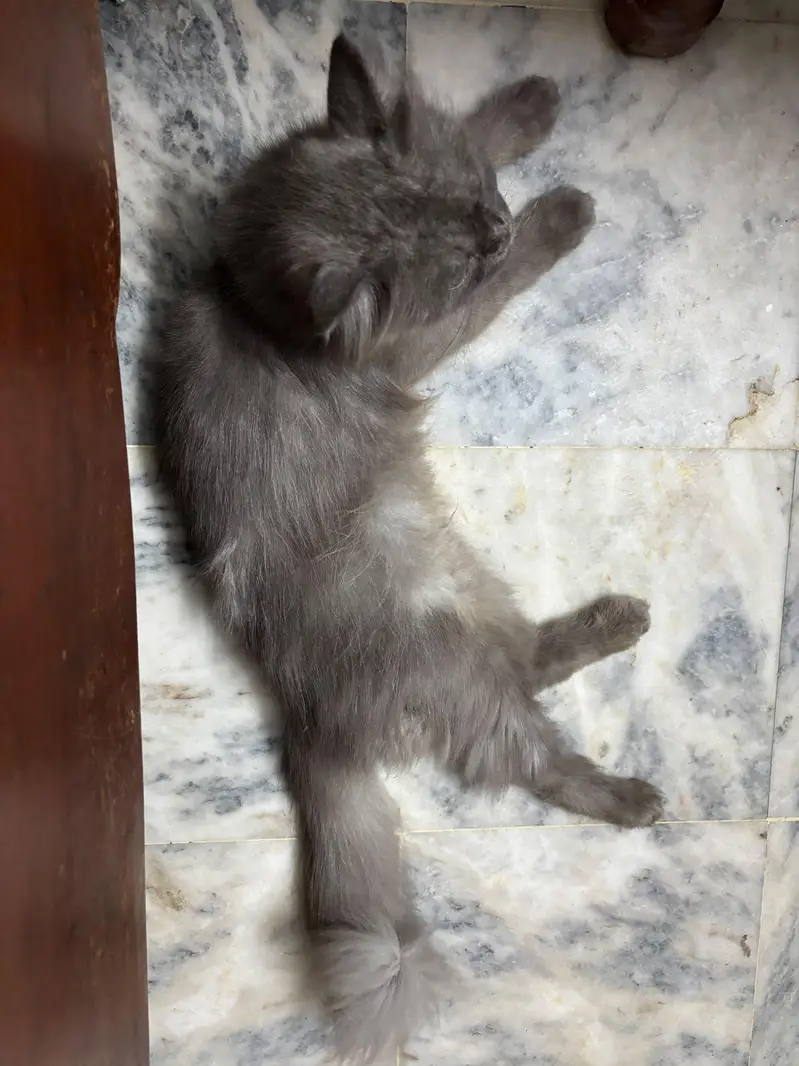 Beautiful Triple Coated Grey Person Cat For Sale — photo 6