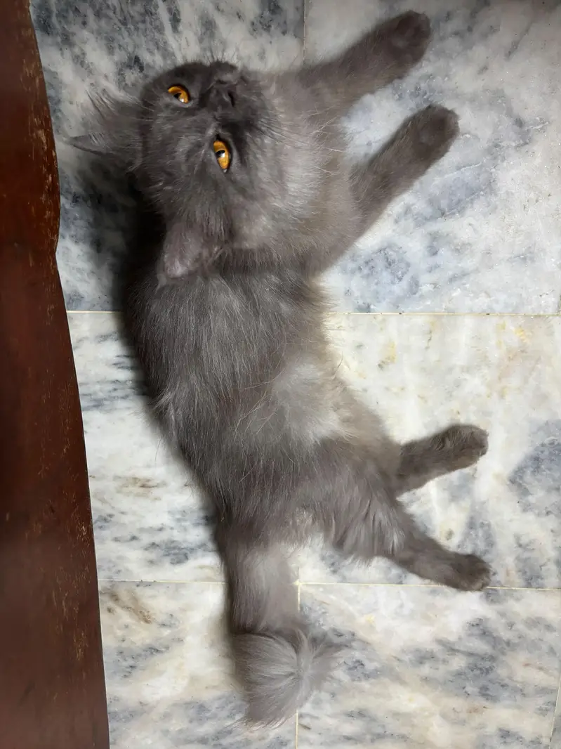 Beautiful Triple Coated Grey Person Cat For Sale — photo 7