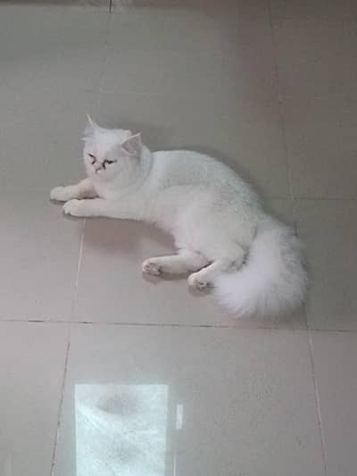 white breed