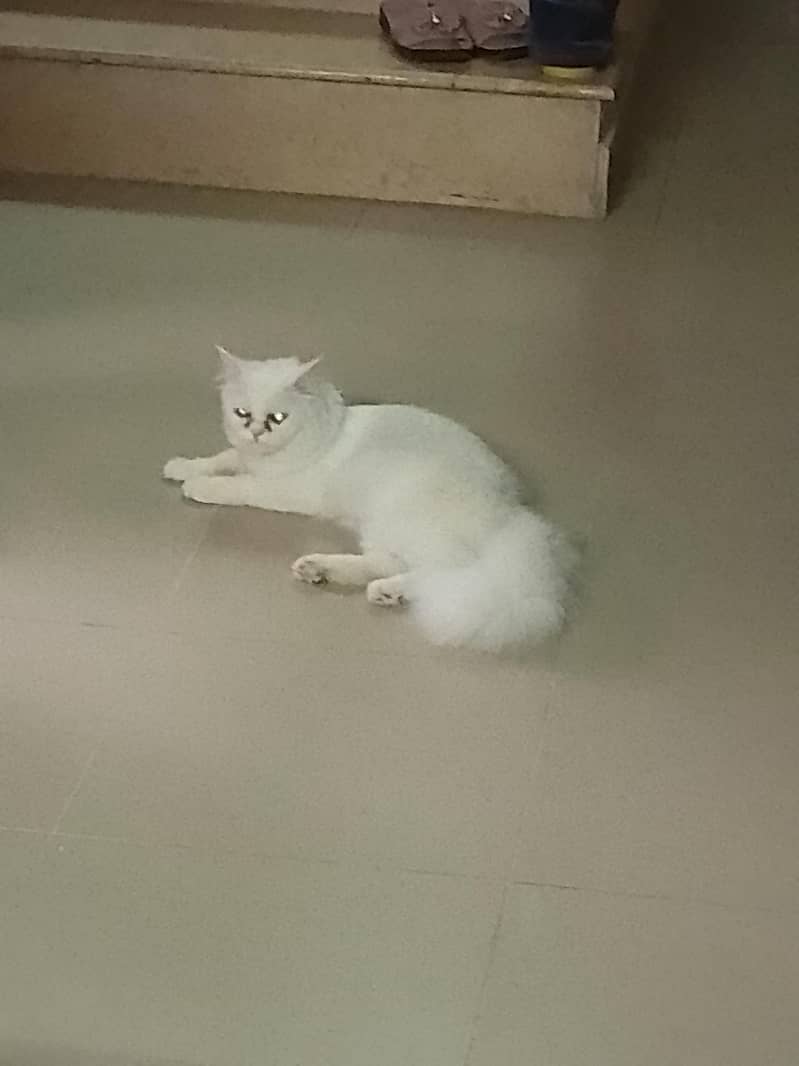white breed 1