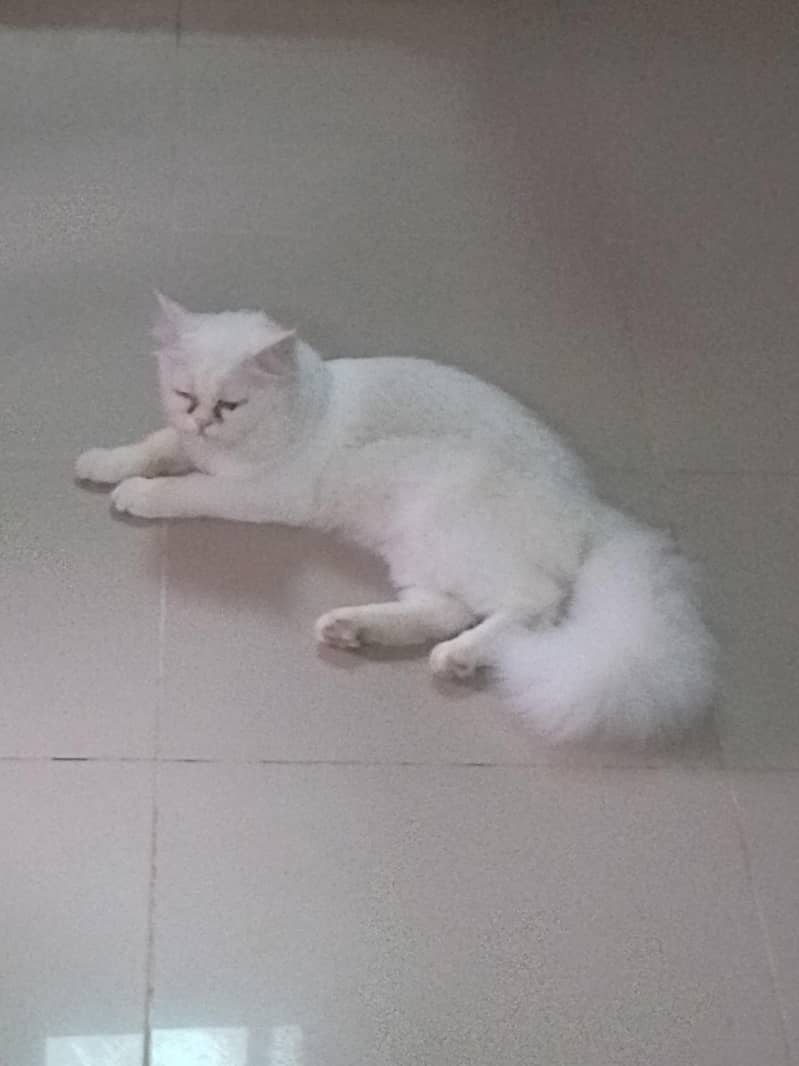 white breed 2