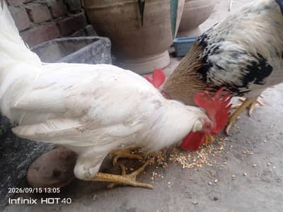 Healthy Cocks