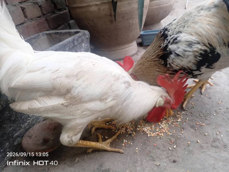 Healthy Cocks 0