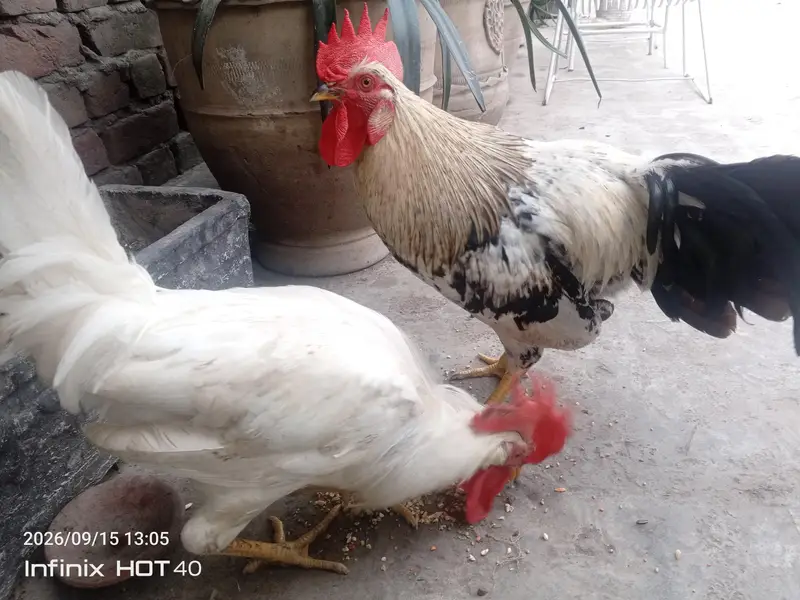Healthy Cocks — photo 2