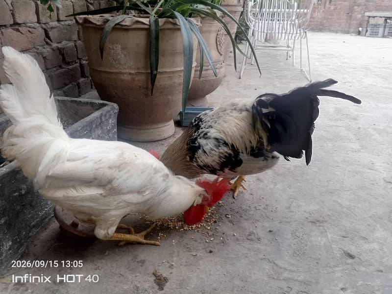 Healthy Cocks 2