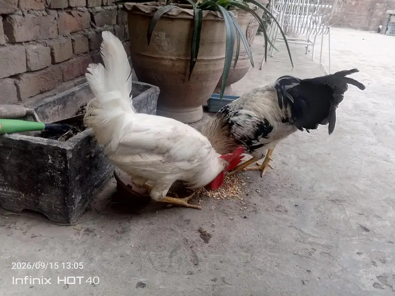 Healthy Cocks — photo 4