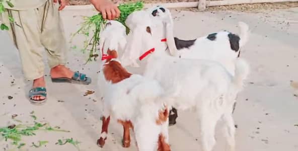 Desi Bakri Our 3 Bacchon Ka Sath Urgent for sale/ _o32427o40I5