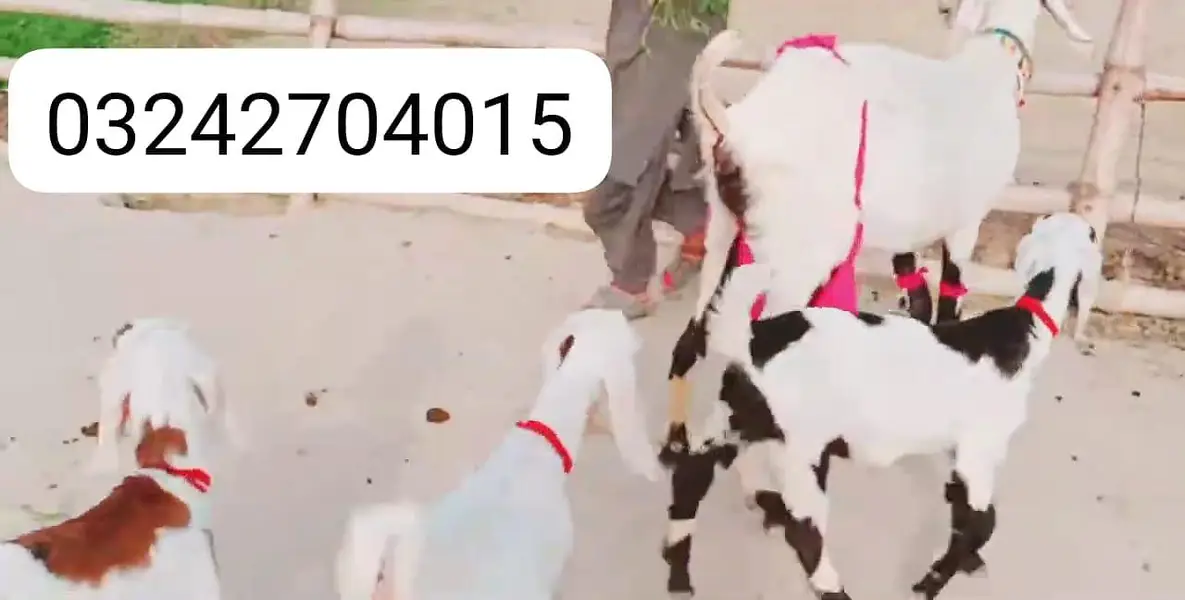 Desi Bakri Our 3 Bacchon Ka Sath Urgent for sale/ _o32427o40I5 — photo 5