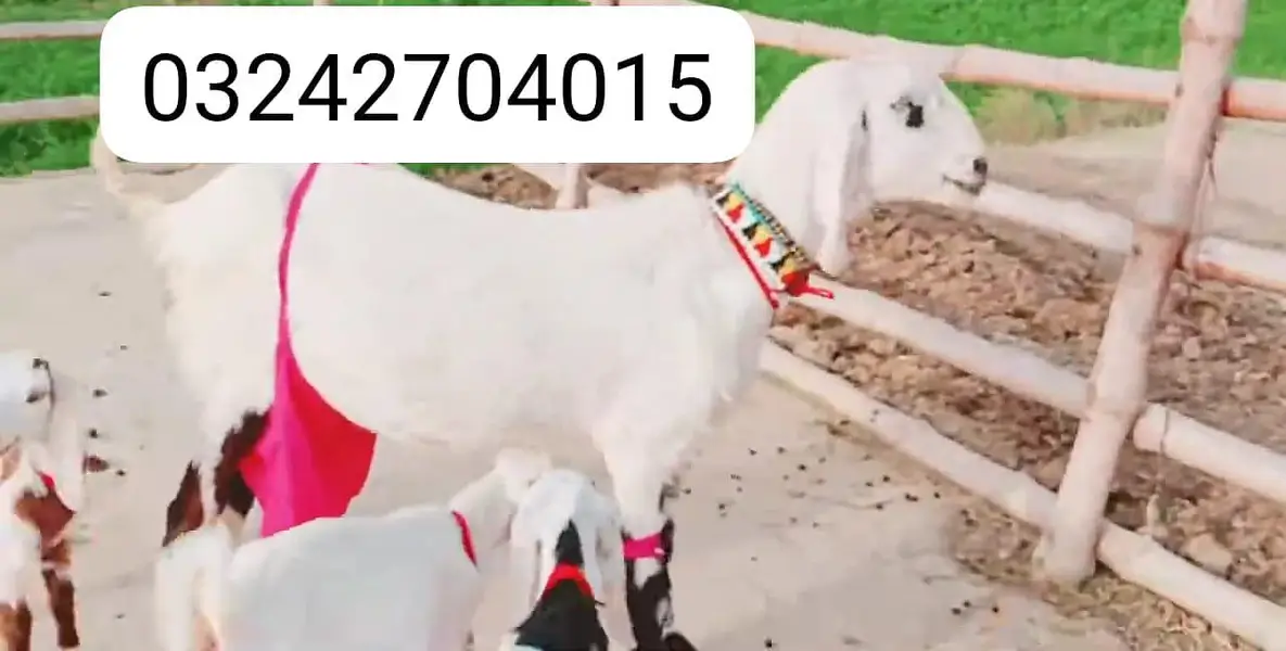 Desi Bakri Our 3 Bacchon Ka Sath Urgent for sale/ _o32427o40I5 — photo 6