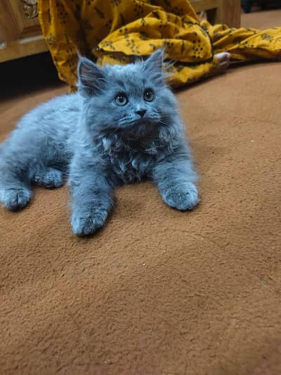 percion Kitten female dhai se 3 month ki full active playful healthy
