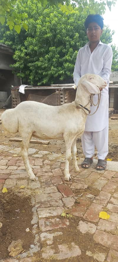 Pure Talagangi sheep